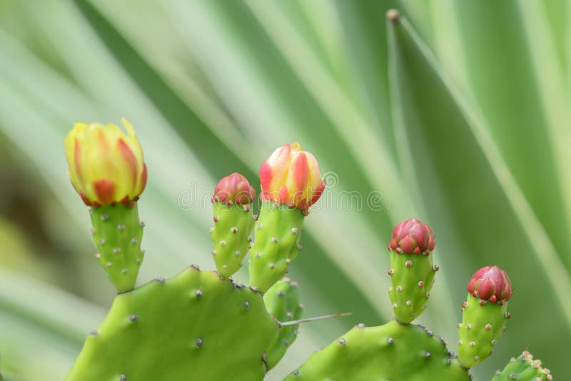 Cactus Flower Buds stock image. Image of sharp, garden 55560137