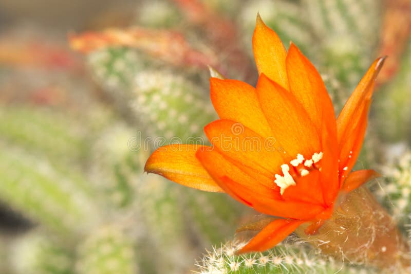Cactus Flower Macro with Vivid Texture