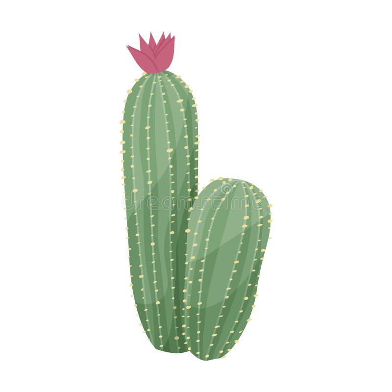 Cactus of Flower Vector Vector Icon Isolated on White Background Cactus of Flower. Stock Vector - Illustration of flower, background: 177301592 Cactus of Flower Vector Vector Icon Isolated on White Background Cactus of Flower. Stock Vector - Illustration of flower, background: 177301592