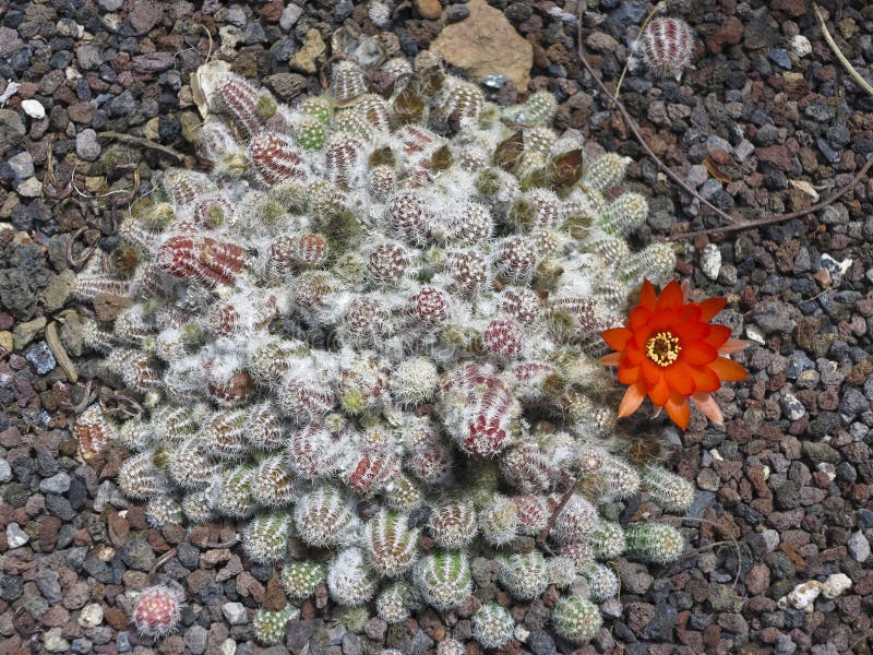 Cactus flowering stock photography