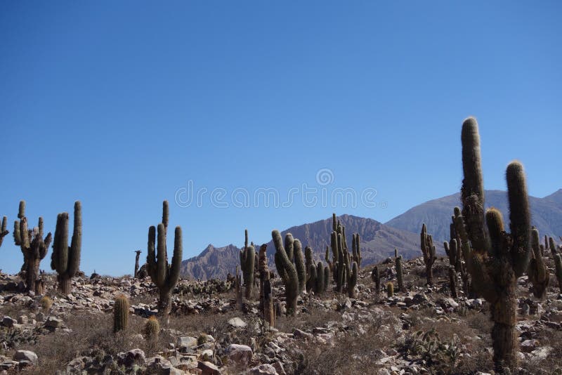 Cactus Forest - Pucara De Tilcara - Jujuy, Argentina Stock ...