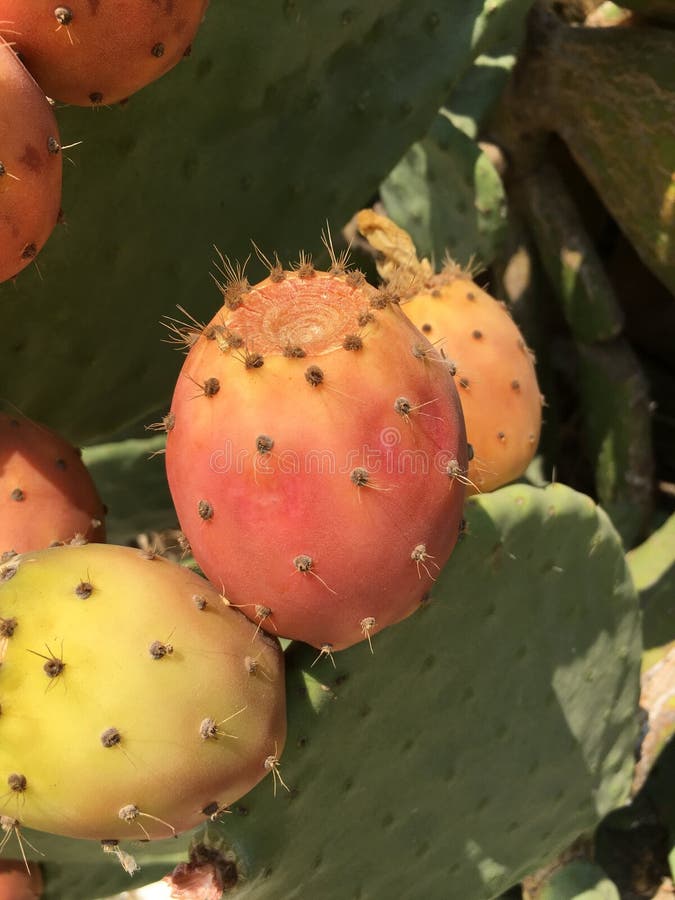 Cactus fruit stock photo. Image of health, clipping, healthy 96760046