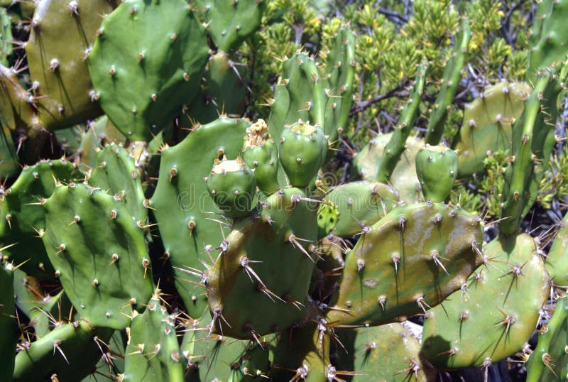 Cactus Fruit Growing on a Plant Stock Photo Image of tropical, garden