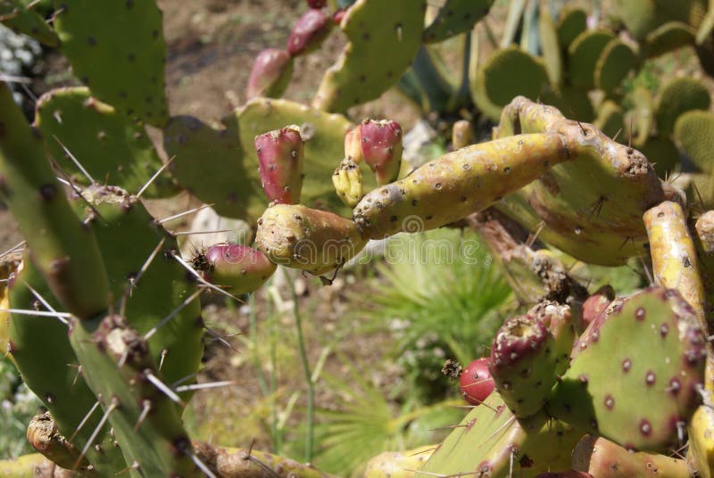 Cactus Fruit Growing on a Plant Stock Photo Image of garden, tropical