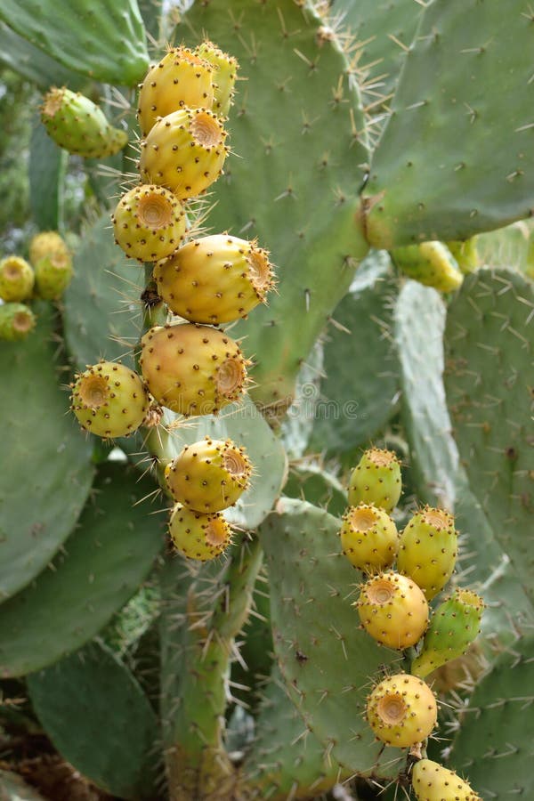 Isolated Cactus Fruit And Plant In Morocco Stock Image Image of pear