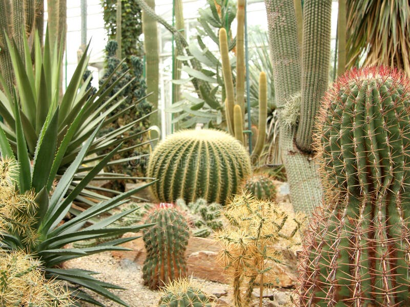 Il Giardino dei Cactus, con una moltitudine di diverse piante di cactus.