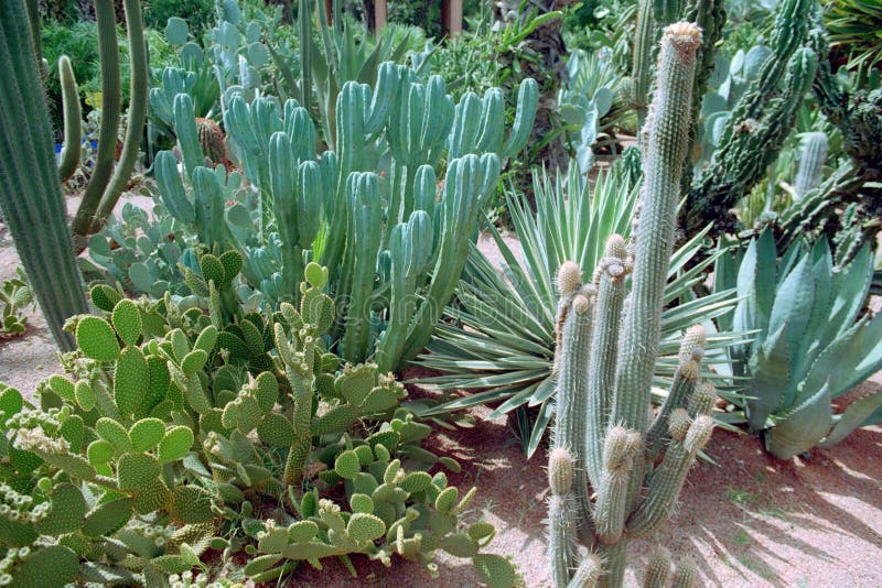 Agave Tequilana Plant for Mexican Tequila Liquor Stock Photo Image of
