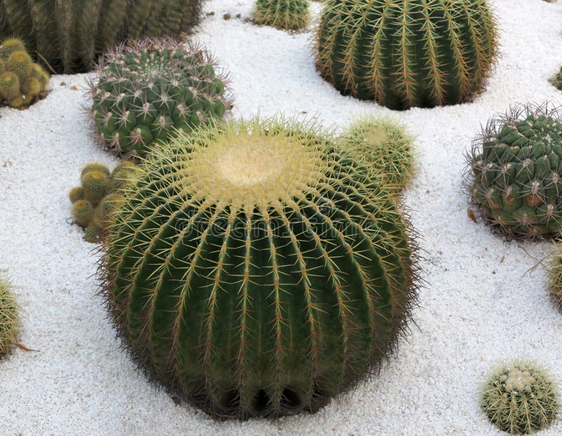 Cactus Garden stock image. Image of protection, garden 26294233