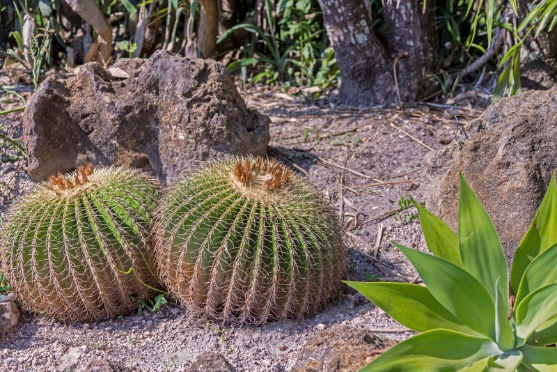 Cactus garden stock photo. Image of landscaping, gardening - 40171466