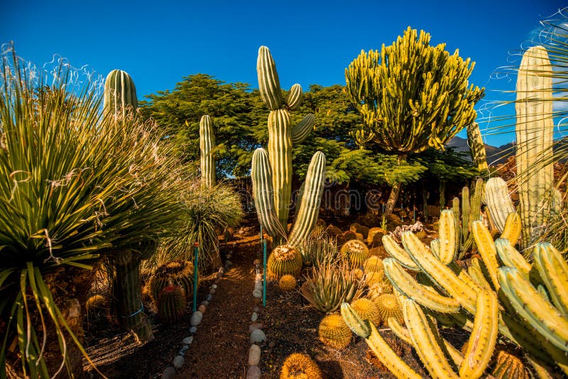Cactus Garden on Gran Canaria Island Stock Photo Image of gran, spine