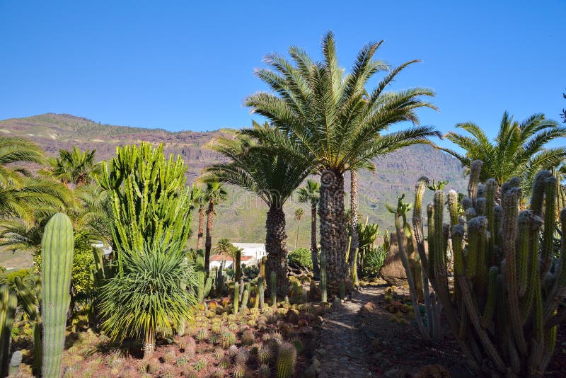 Cactus Garden in Gran Canaria Island, Spain Stock Photo Image of