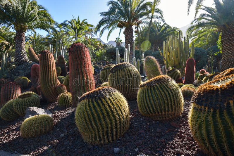 Cactus Garden in Gran Canaria Island, Spain Stock Photo Image of