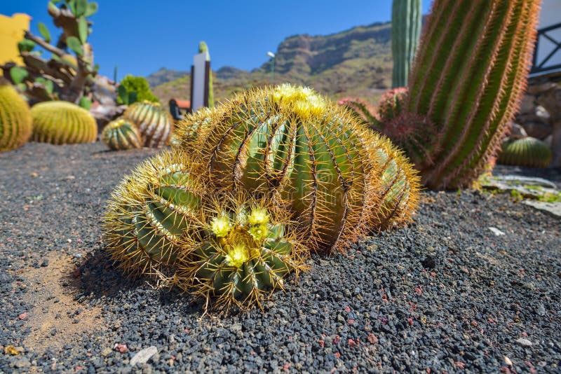 Cactus Garden in Gran Canaria Island, Spain Stock Photo Image of