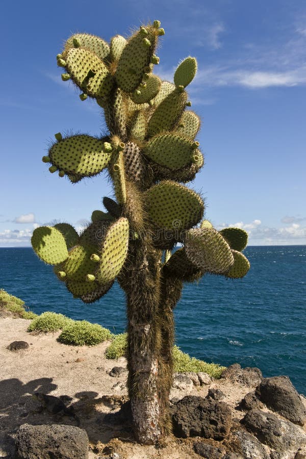 Cactus Gigante Del Higo Chumbo - Islas De Las Islas Galápagos Imagen de  archivo - Imagen de ecuador, flora: 16456319