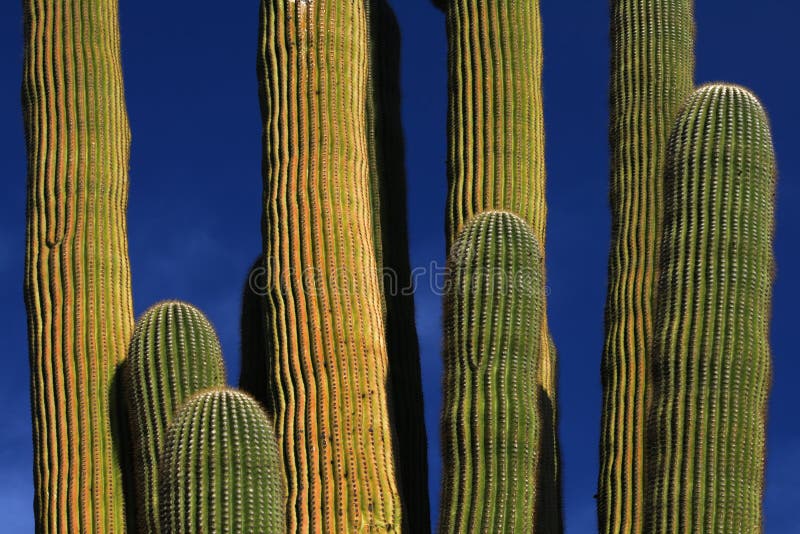 Cactus gigante del Saguaro immagine stock libera da diritti Cactus gigante del Saguaro immagine stock libera da diritti