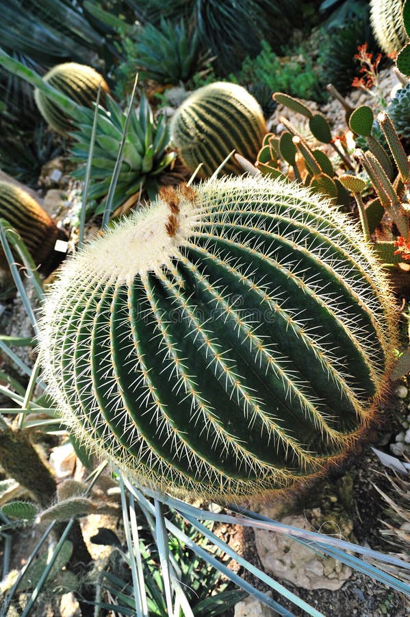 Cactus in greenhouse