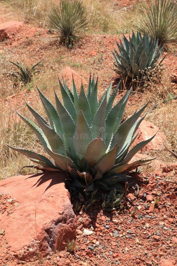 Cactus growing at Red Rock Canyon