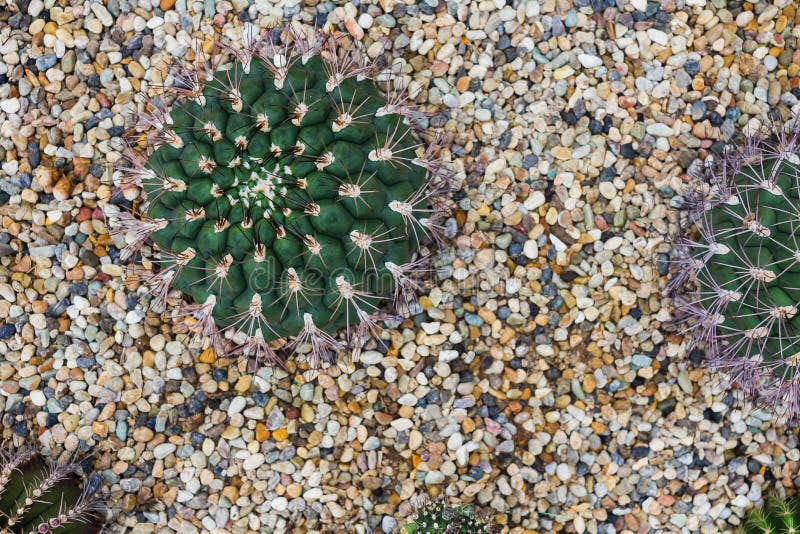 Cactus Growing with White Fur in Rock Bed, Succulent Plant, Selective