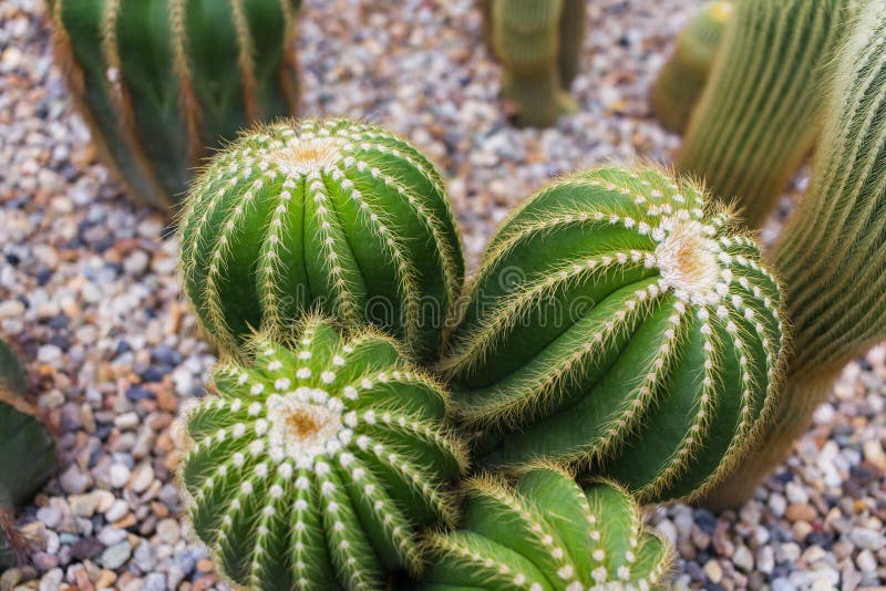 Cactus Growing with White Fur in Rock Bed, Succulent Plant, Selective