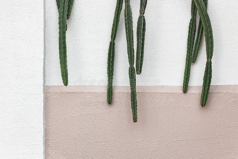 Cactus hanging from a wall