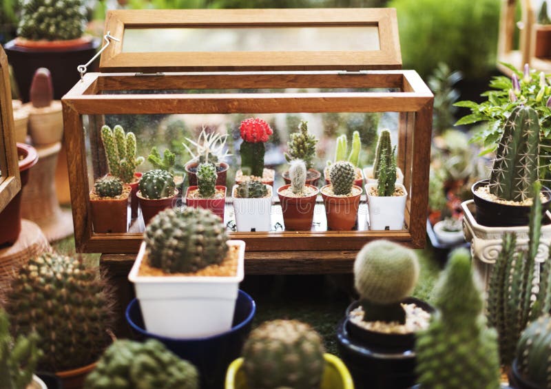 Cactus Houseplant Collection Decoration Set royalty free stock photos