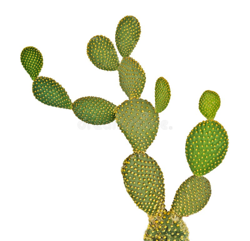 Cactus isolated on white background