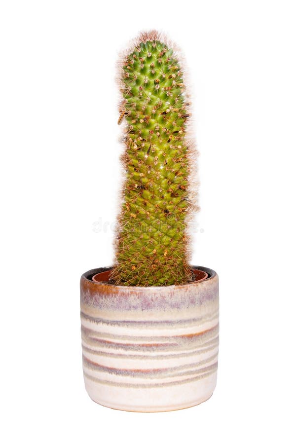 Cactus isolato Primo piano del cactus in un vaso ceramico decorativo Macro del succulente isolata su un fondo bianco fotografia stock libera da diritti