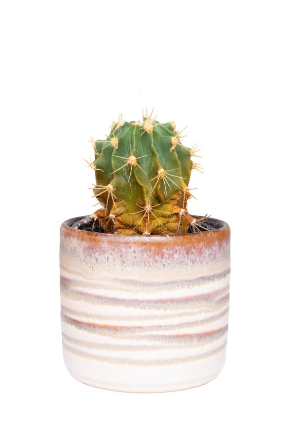 Cactus isolato Primo piano del cactus in un vaso ceramico decorativo Macro del succulente isolata su un fondo bianco immagini stock libere da diritti