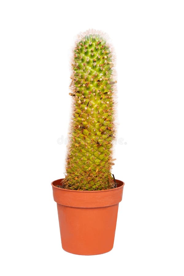 Cactus isolato Primo piano del cactus in vaso di fiore Macro del succulente isolata su un fondo bianco fotografia stock libera da diritti