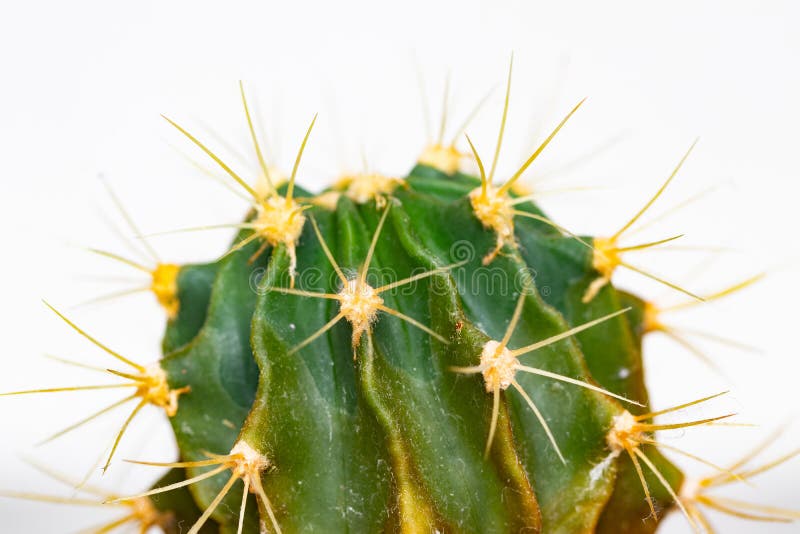 Cactus isolato Primo piano di un dettaglio del cactus con le spine lunghe e taglienti Macro del succulente su un fondo bianco immagine stock
