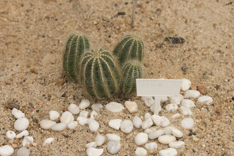 Cactus on sand stock photo. Image of plant, prickles 17671352