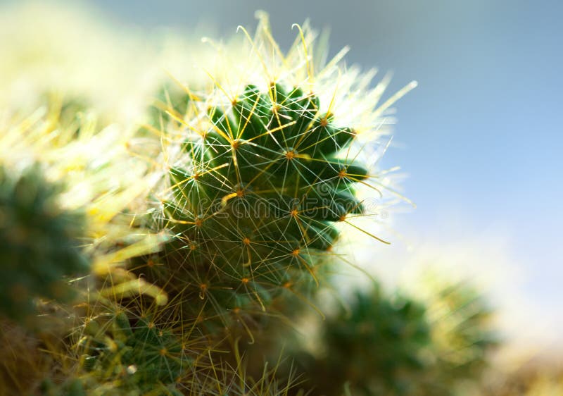 Cactus macro