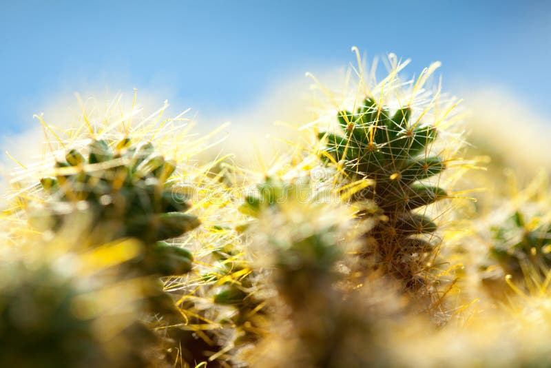 Cactus macro