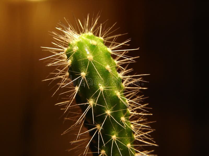 Cactus macro