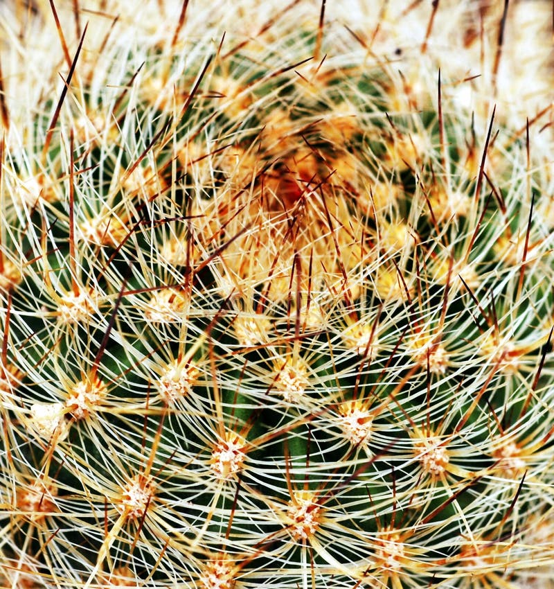 Cactus macro closeup