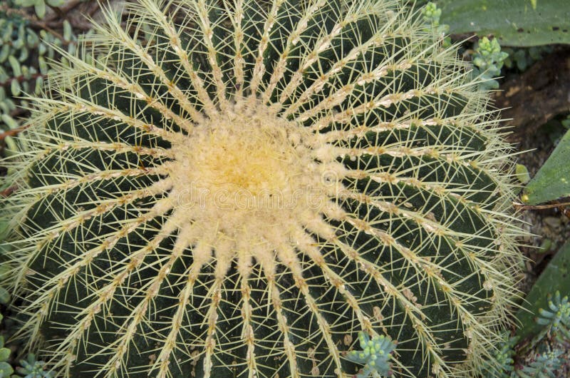 Cactus macro