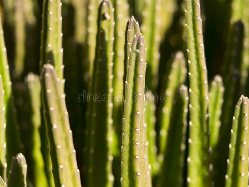Cactus Macro Shot Stock Image Image Of Cactus Landscapes 101776879