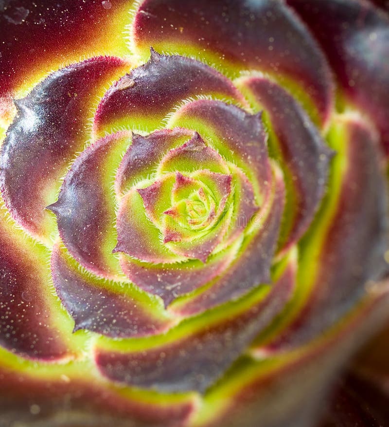 Cactus Macro with Vivid Texture and Color