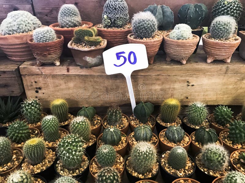 Cactus stock image. Image of plant, cacti, stores, sale 103394191