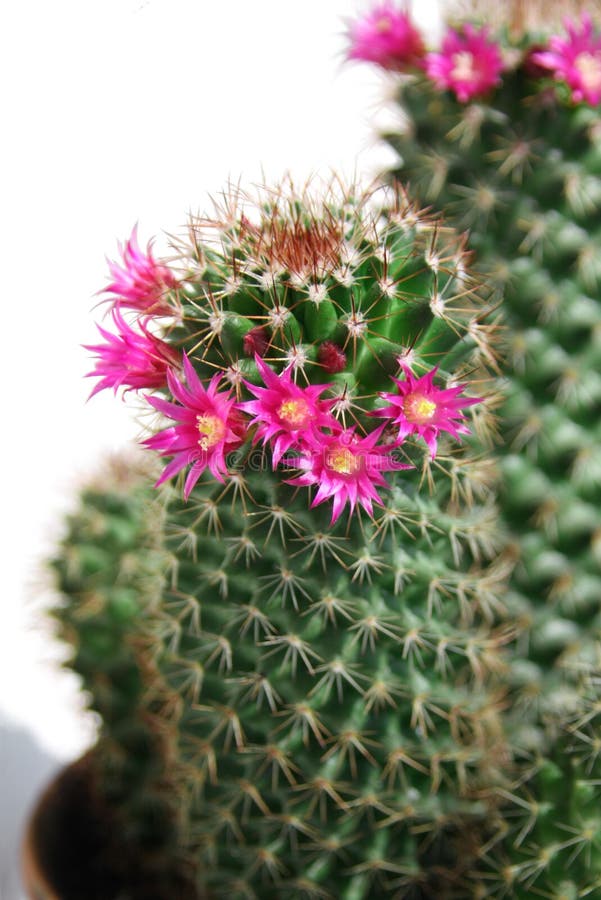 Cactus met rode stock foto. Image scherp, sappig - 9292082