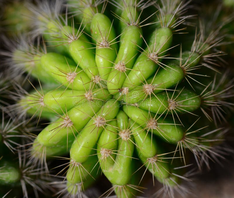 200 cactus