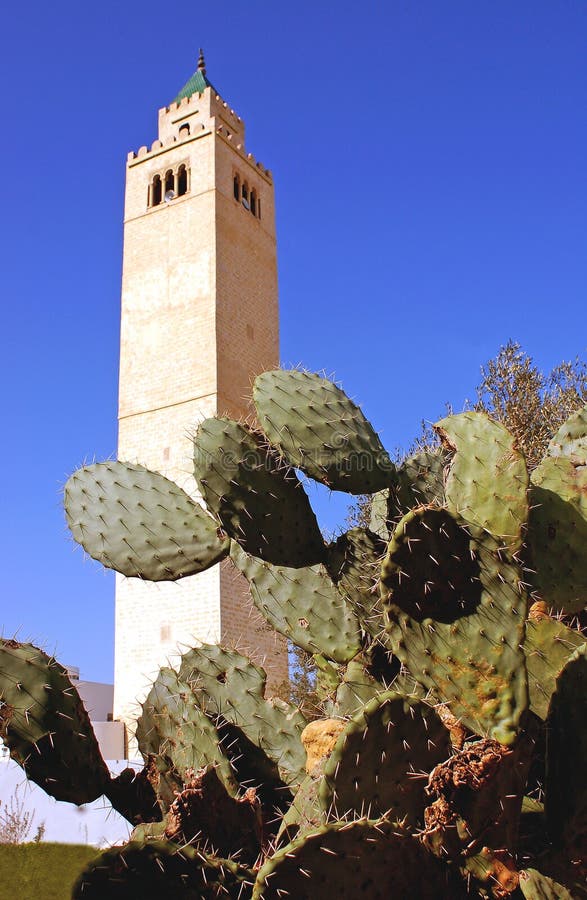 Cactus and minaret - Tunis - Tunisia