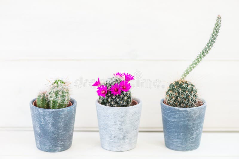 Cactus minuscoli nei vasi su fondo leggero immagini stock libere da diritti Cactus minuscoli nei vasi su fondo leggero immagini stock libere da diritti