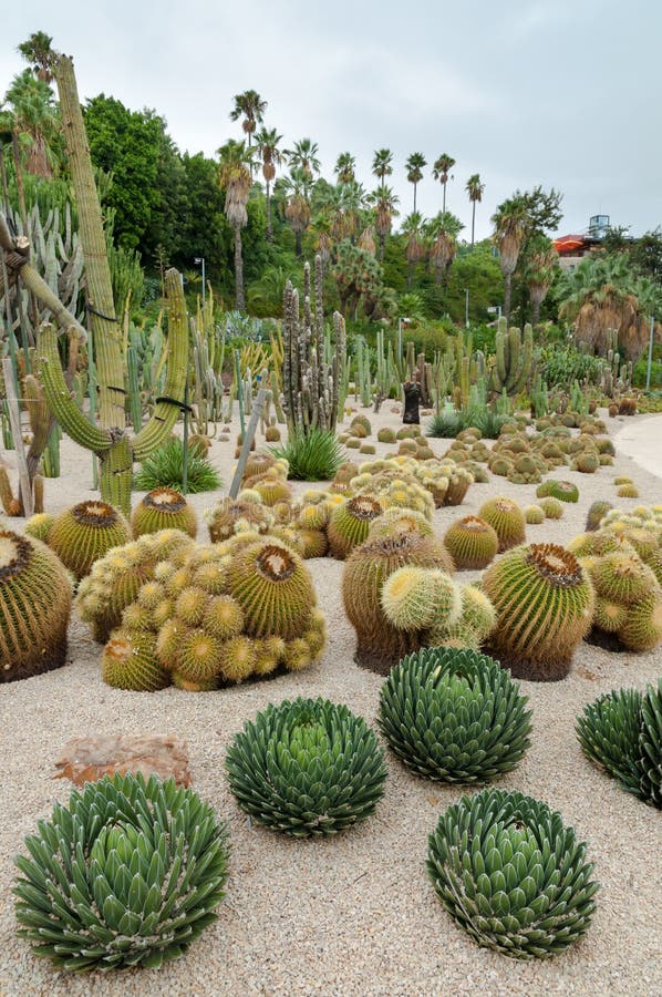 Cactus at Montjuic Cactus Park at Barcelona Stock Image - Image of ...