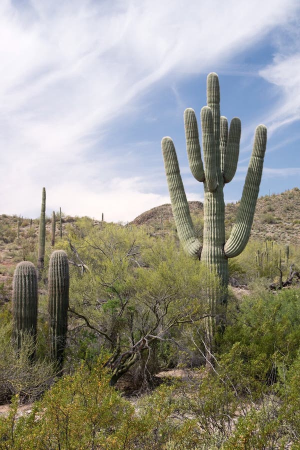 Cactus N del tubo de órgano M , Arizona, los E.E.U.U. foto de archivo Cactus N del tubo de órgano M , Arizona, los E.E.U.U. foto de archivo