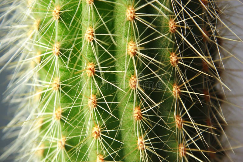Cactus Needles Picture. Image 4470584