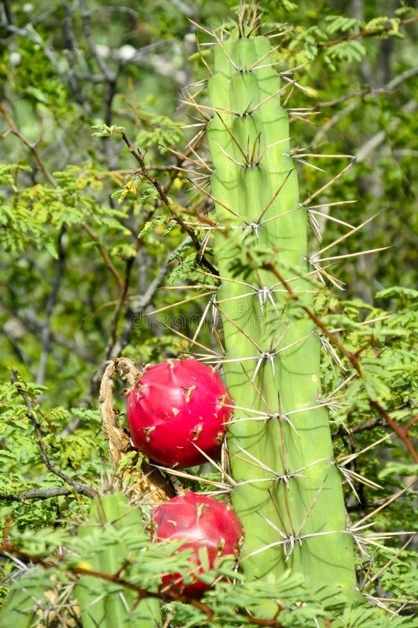 Cactus needles stock image. Image of exotic, flower, botanical 82744777