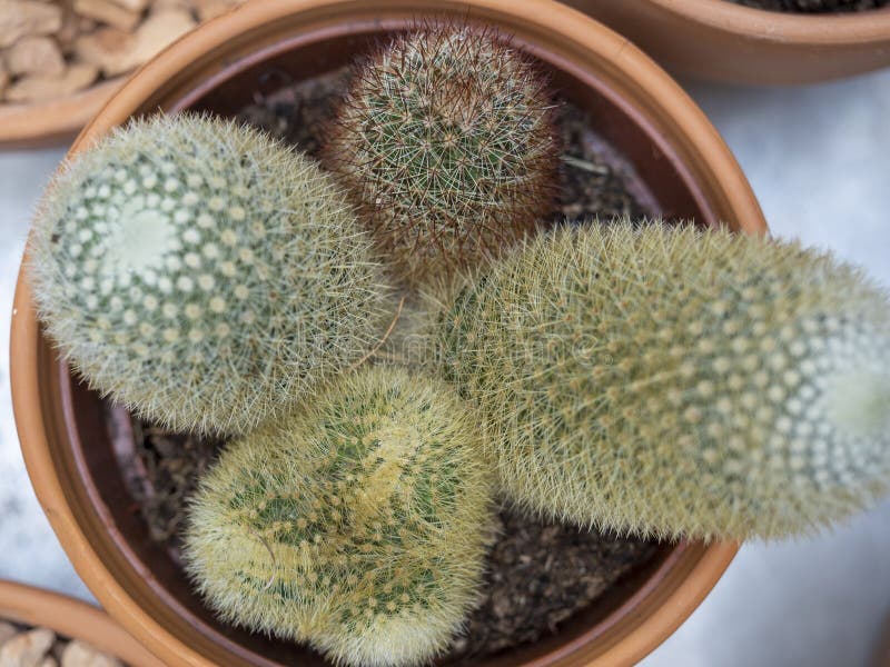 Cactus with needles. stock image. Image of nature, spines 17476955