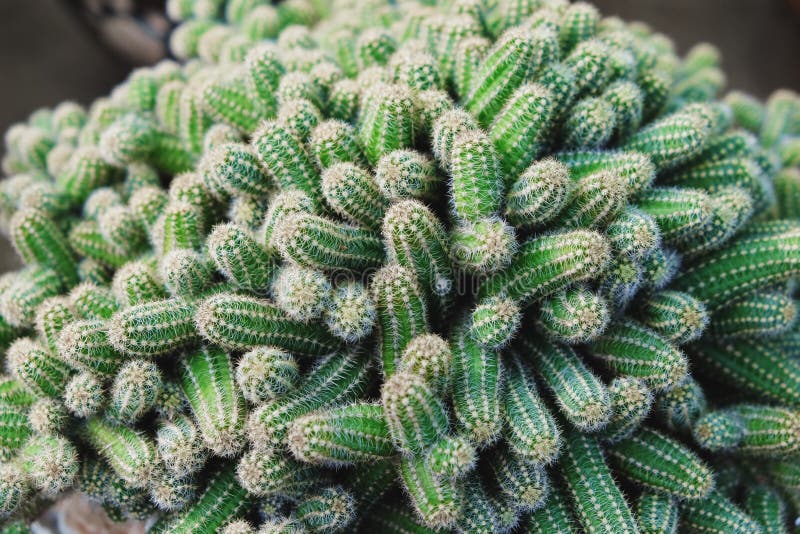 Cactus nel deserto, Cactus sulla roccia, Cactus Nature Green background, Cactus tree immagini stock libere da diritti Cactus nel deserto, Cactus sulla roccia, Cactus Nature Green background, Cactus tree immagini stock libere da diritti