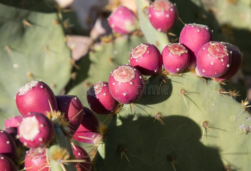 Cactus nel giardino botanico del deserto fotografie stock libere da diritti Cactus nel giardino botanico del deserto fotografie stock libere da diritti
